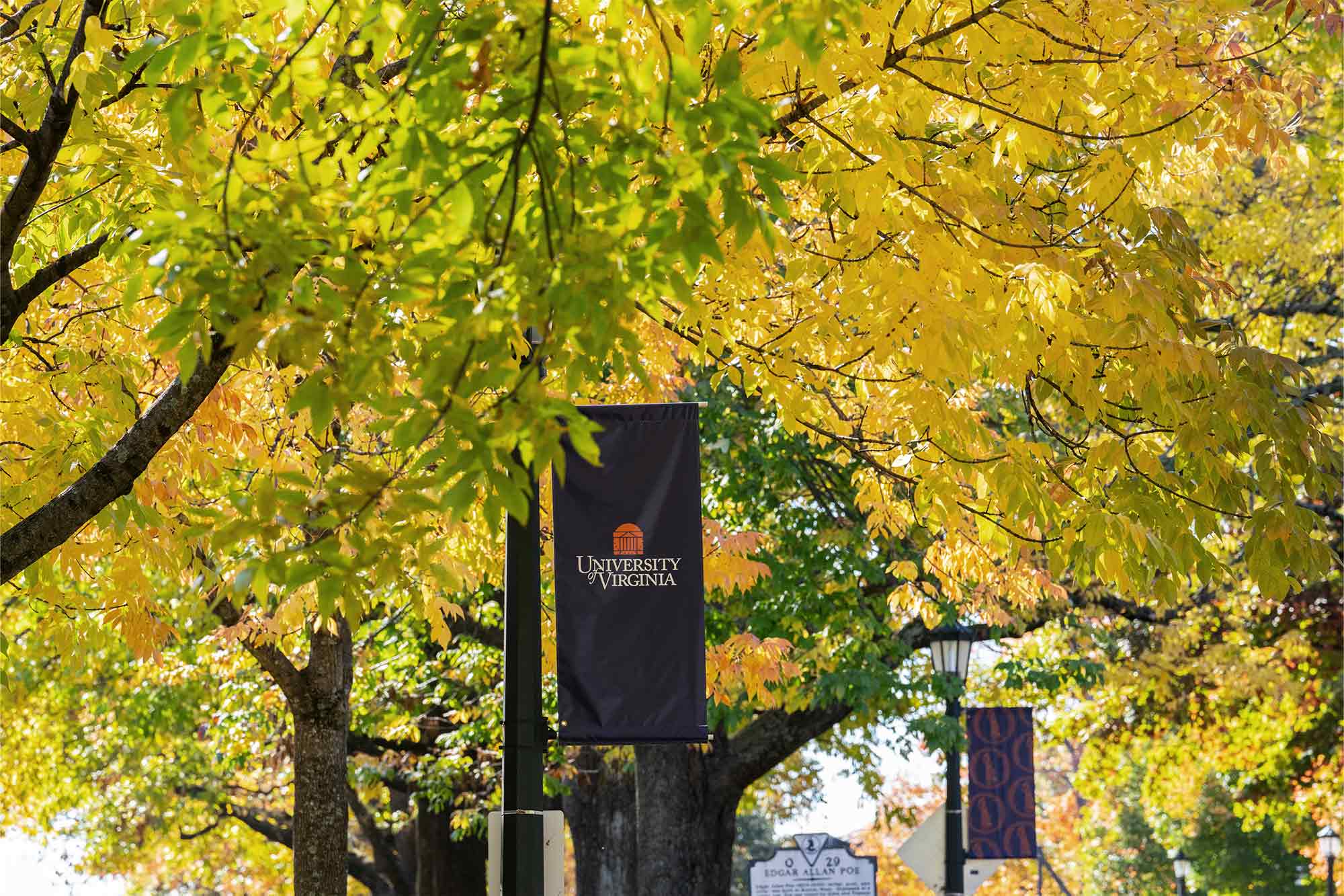 Yellow leaves on trees hover over UVA sidewalks