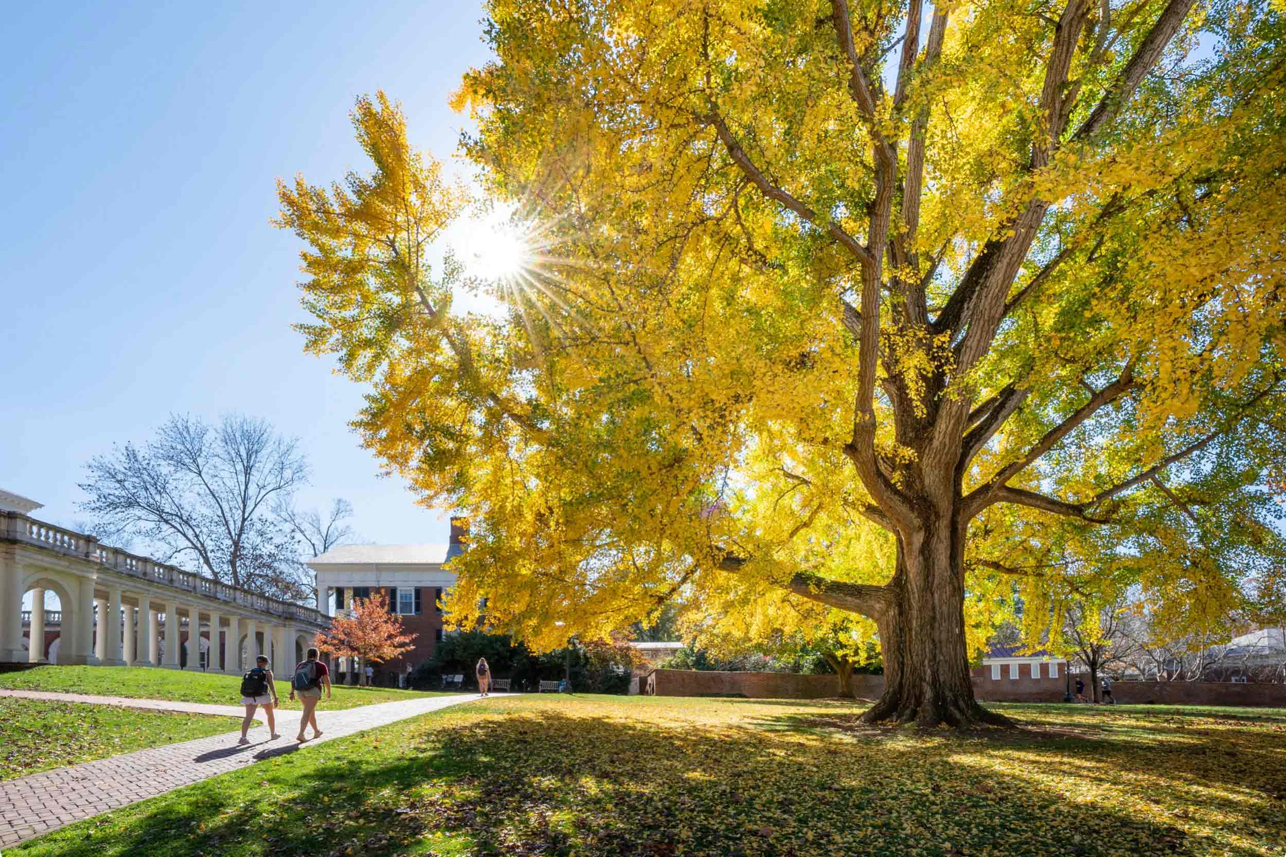 Yellow Ginkgo tree on the Lawn