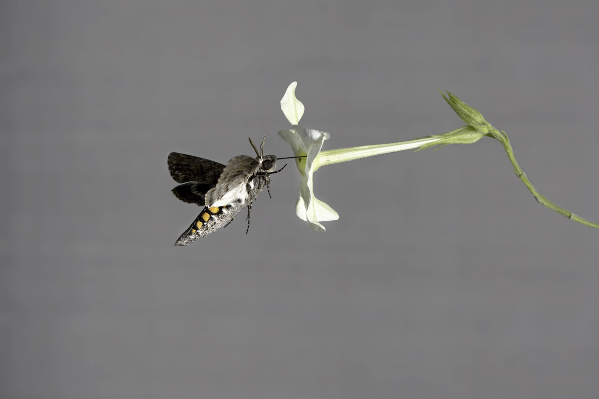 Study: Insect Can Re-Learn Flower Scents, Even as Pollution Alters Aroma